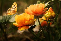 pixabay-flowers-g7383f1075_1920