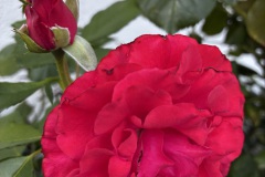 GE _ IMG_8270